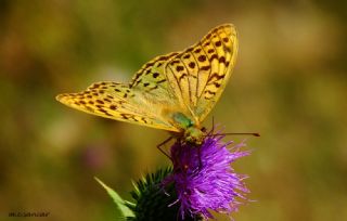 Bahadr (Argynnis pandora)