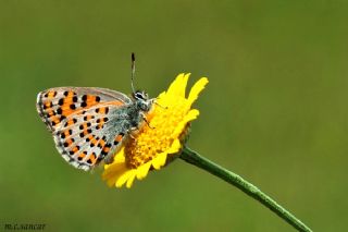 Akbes Gelincii (Tomares nesimachus)