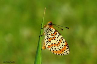 Benekli parhan (Melitaea didyma)