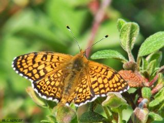 parhan (Melitaea cinxia)