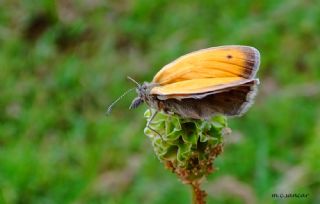 Kk Zpzp Perisi (Coenonympha pamphilus)