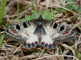 Yalanc Apollo (Archon apollinus)