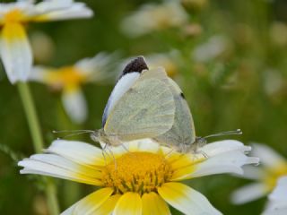 Byk Beyazmelek  (Pieris brassicae)