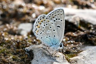 Çokgözlü Eşer Mavisi (Polyommatus escheri)