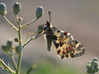 Orman Fistosu (Allancastria  cerisyi)