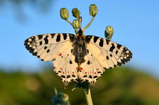 Orman Fistosu (Allancastria  cerisyi)