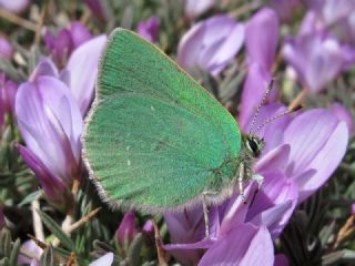 Sar Lekeli Zpzp (Thymelicus acteon)