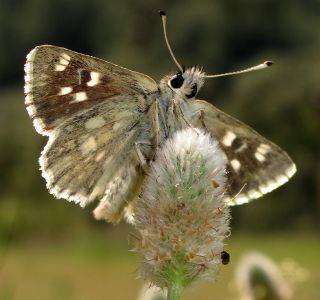 Mozaik Zpzp (Muschampia tessellum)