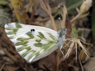 Kk Beneklimelek (Pontia chloridice)