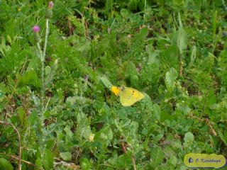 Sar Azamet (Colias croceus)