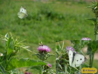 Byk Beyazmelek  (Pieris brassicae)