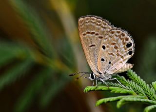 Akdeniz Mücevher Kelebeği (Chilades galba)