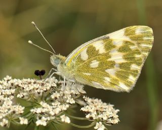 Yeni Beneklimelek&nbsp;(Pontia&nbsp;edusa)