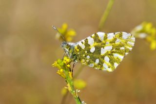 Da Oykls (Euchloe ausonia)