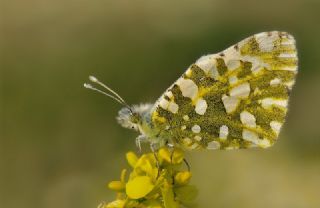 Da Oykls (Euchloe ausonia)