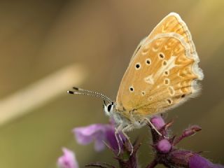 okgzl Dafnis (Polyommatus daphnis)