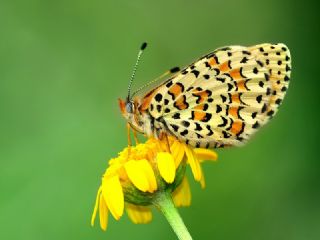 Gzel parhan (Melitaea trivia)