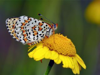 Gzel parhan (Melitaea trivia)