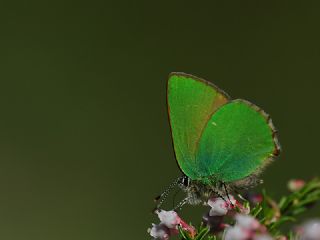 Zmrt (Callophrys rubi)