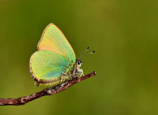 Zmrt (Callophrys rubi)