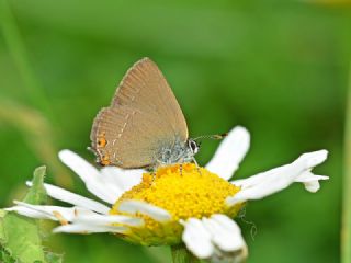 Minik Sevbeni (Satyrium acaciae)