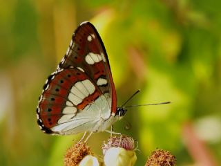 Akdeniz Hanmeli Kelebei (Limenitis reducta)