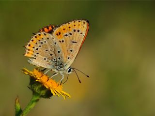 Kk Ate Gzeli (Lycaena thersamon)