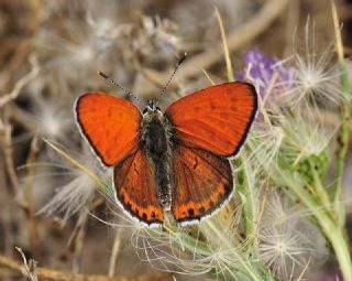 K���k Ate� G�zeli&nbsp;(Lycaena&nbsp;thersamon)
