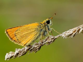 Sar Antenli Zpzp (Thymelicus sylvestris)