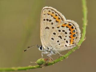 G�m�� Lekeli Esmerg�z&nbsp;(Plebejus&nbsp;argus)