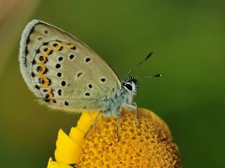 das Mavisi, Esmergz (Plebejus idas)