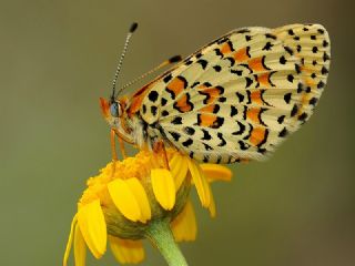 Gzel parhan (Melitaea trivia)