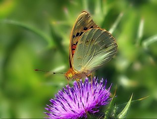 Bahadr (Argynnis pandora)