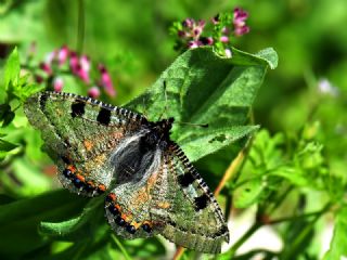 Yalanc Apollo (Archon apollinus)