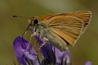 Orman Zpzp (Ochlodes sylvanus)