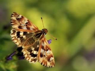 Mermer Zpzp (Carcharodus lavatherae)