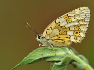 Uygur Melikesi (Melanargia russiae)