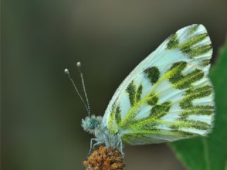 Kk Beneklimelek (Pontia chloridice)