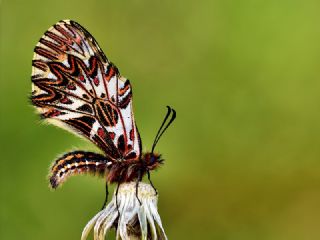 Gney Fistosu (Zerynthia polyxena)