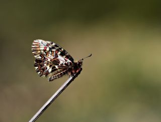 Gney Fistosu (Zerynthia polyxena)