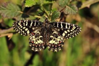 Gney Fistosu (Zerynthia polyxena)