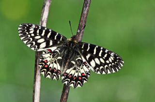 Gney Fistosu (Zerynthia polyxena)