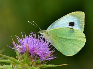 Byk Beyazmelek  (Pieris brassicae)