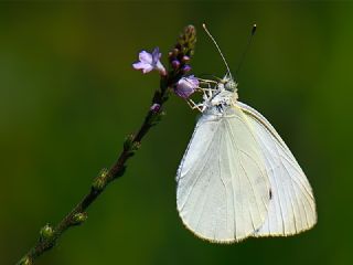 Kk Beyazmelek (Pieris rapae)