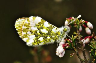 Turuncu Ssl (Anthocharis cardamines)