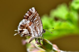 Sardunya Zebras, Geranyum Bronzu (Cacyreus marshalli)