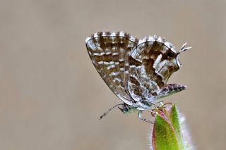 Sardunya Zebras, Geranyum Bronzu (Cacyreus marshalli)