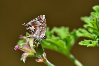 Sardunya Zebras, Geranyum Bronzu (Cacyreus marshalli)