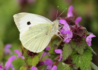 Byk Beyazmelek  (Pieris brassicae)