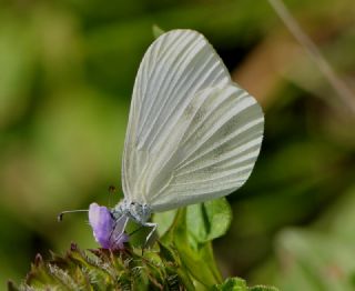 Narin Orman Beyaz (Leptidea sinapis)